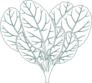 salatblade_wedogreens_samfundsansvar